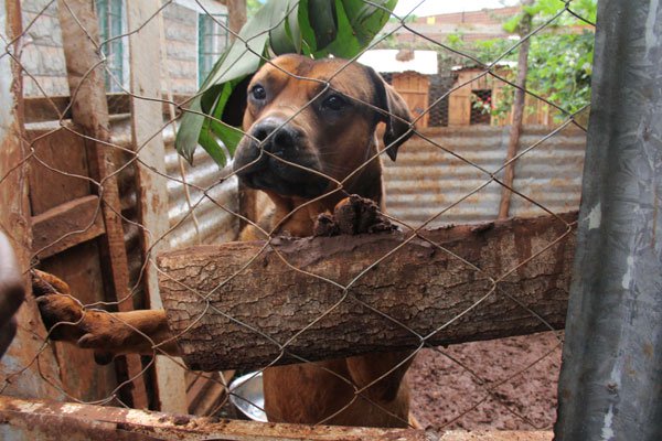 Horror! Six Stray Dogs Maul Ex-Governor's Two-year-old Grandchild to Death