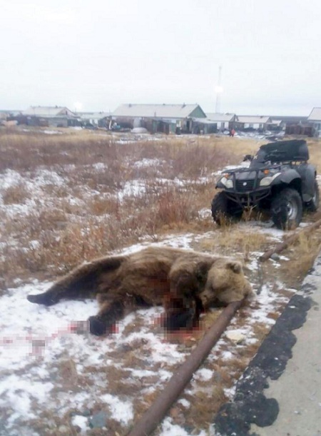 Horror as 6-year-old Boy is Mauled to Death by Rampaging Bear in Front of Twin Sister (Photo)