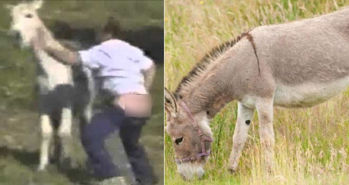 Fifteen Teenagers Treated For Rabies After Gang Raping Donkey In Morocco.