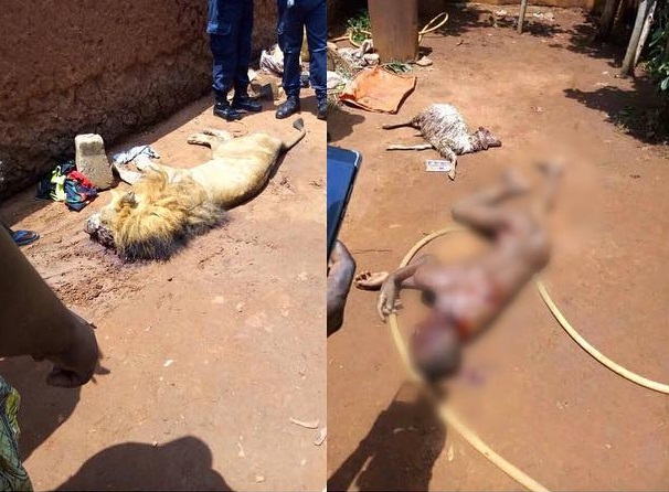 Lion devours schoolboy in Benin zoo