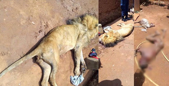 Lion devours schoolboy in Benin zoo