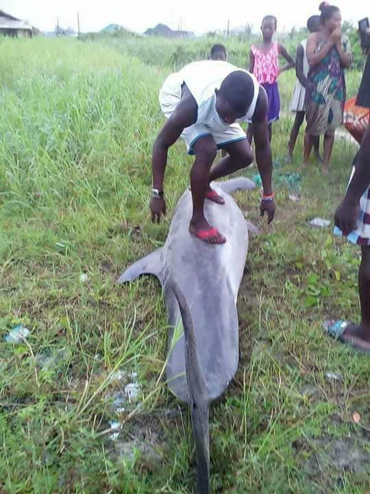 Man poses with the dolphin he killed in Akwa Ibom State (photos)