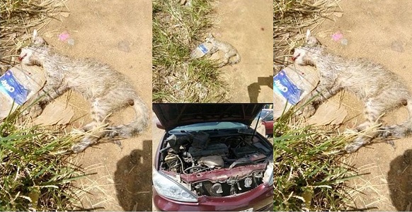 Witch turned to cat k-illed while hiding in the bonnet of a car in Lagos