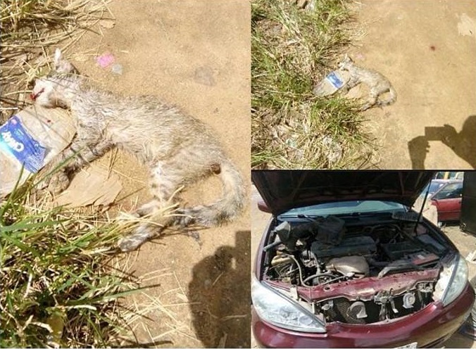 Witch turned to cat k-illed while hiding in the bonnet of a car in Lagos