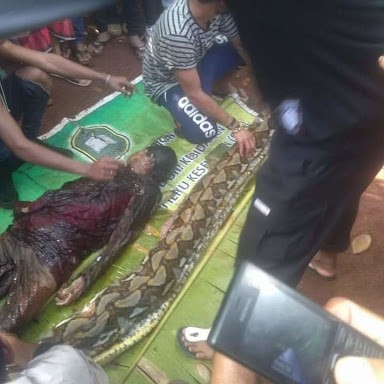 Shock as Missing woman was found inside a python (video)