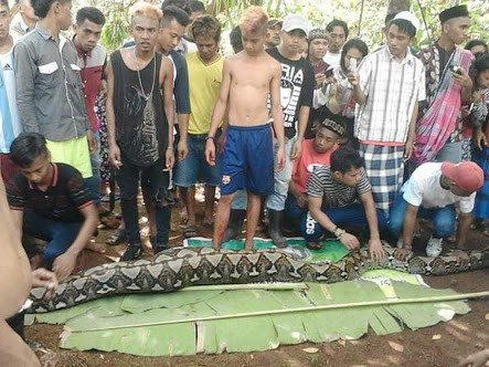 Shock as Missing woman was found inside a python (video)