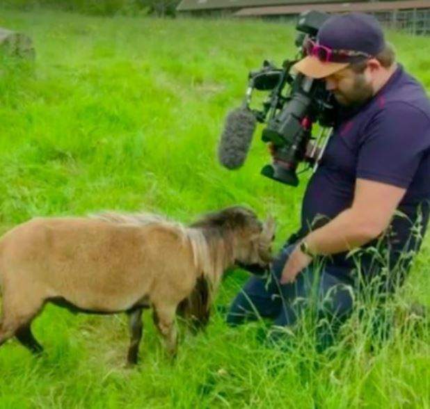 Shocking moment a 'rare sheep' smacked the private part of a BBC cameraman