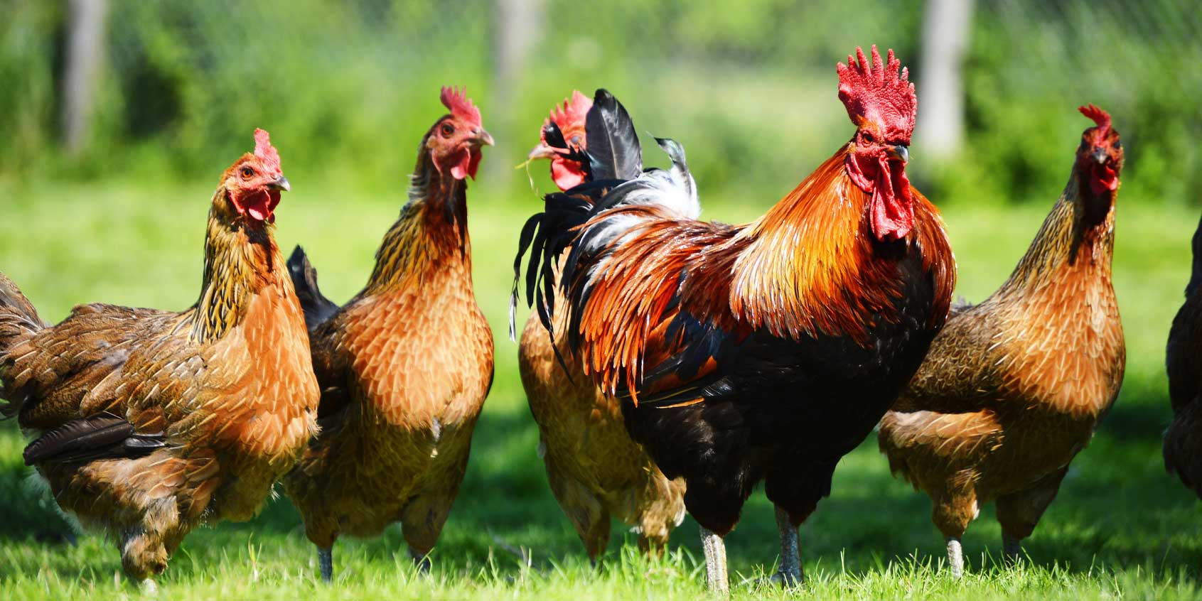 7 Very Interesting Facts About Chickens and Mosquitoes