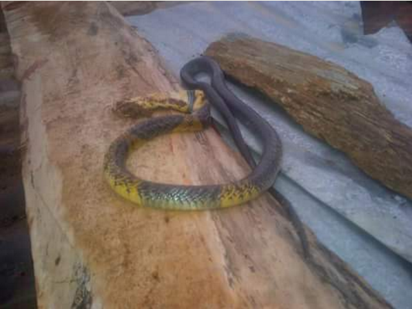 See The Snake That Killed A Man In Kwara State (Photos)