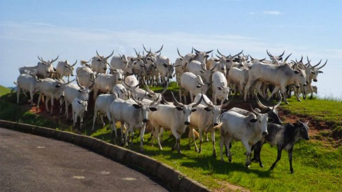 Police Arrest Five Nigerians In Katsina For Grazing Their Cattle On A Farmland