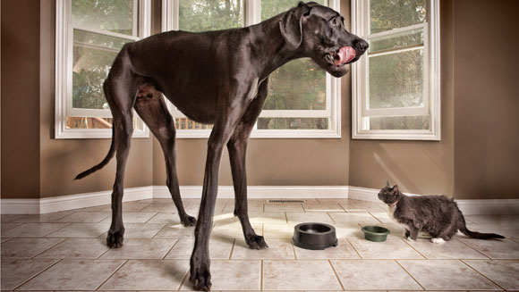 [Pics] See the World's Tallest Dog that Broke the Guiness Book of Record