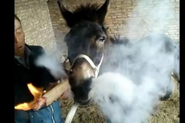 Chai! Donkey Caught On Camera Smoking A Giant 'Cigarette' Held By Its Owner (Photo)