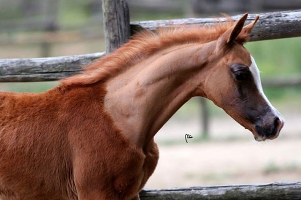 Abomination! Young Boy Caught Having Hot S*x With A Horse