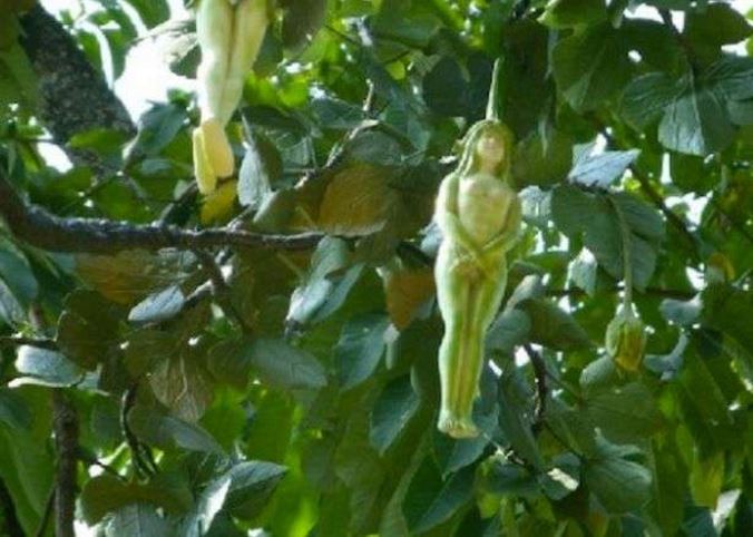 Unbelievable!! See The Mysterious Tree That Produces 'Women' Fruit (Photos)