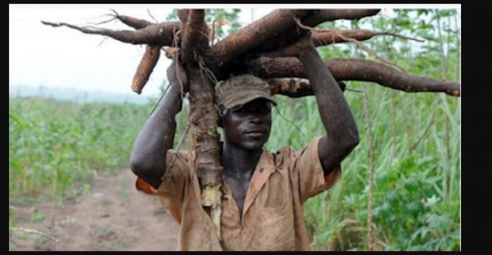 Why Cassava Farmers Are Poor - Expert Explains