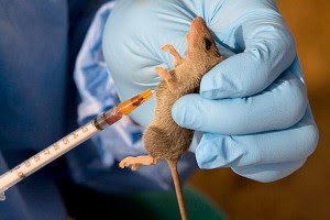 TOO BAD !!! Five New Cases Recorded As Lassa Fever Hits Ondo
