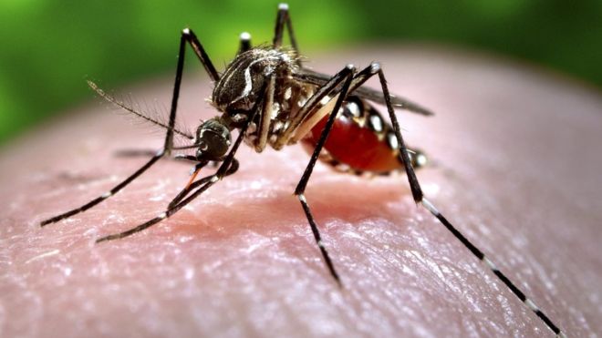 Mosquitoes Are Our Friends, Stop Killing Them- UNILORIN Professor