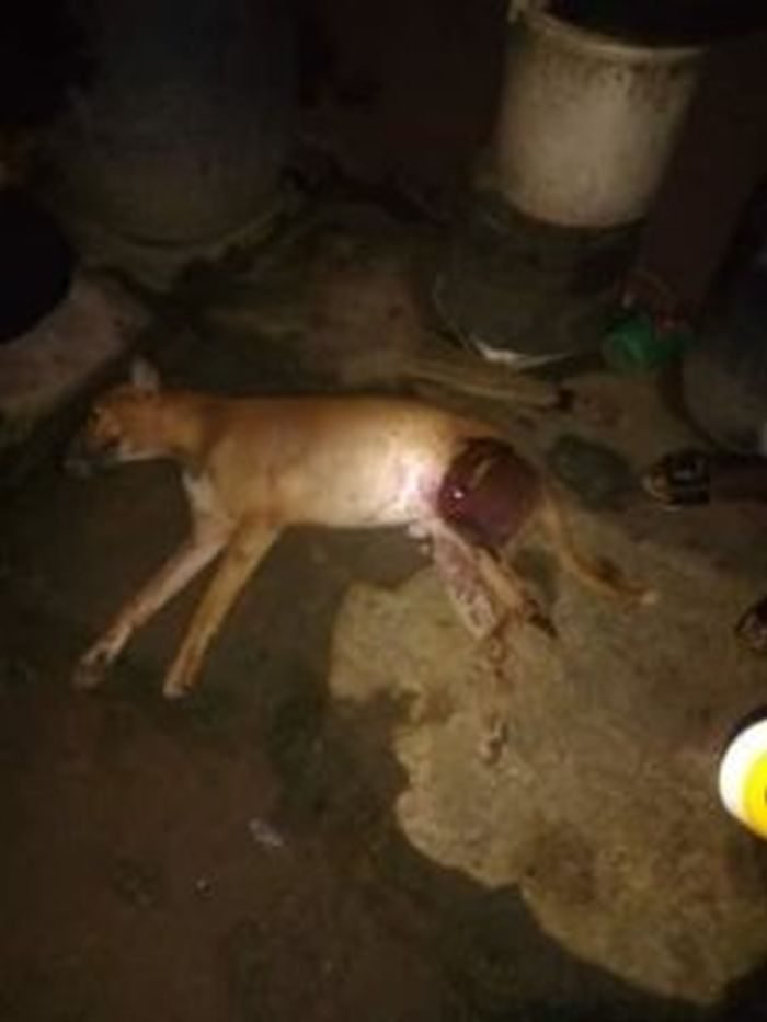 Dog Prevents Badoo Members From Carrying Out Attack In Ikorodu