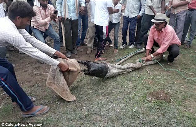 See How Angry Villagers Pull Goat From The Mouth Of A Python After It Was Swallowed ( Shocking Photos )