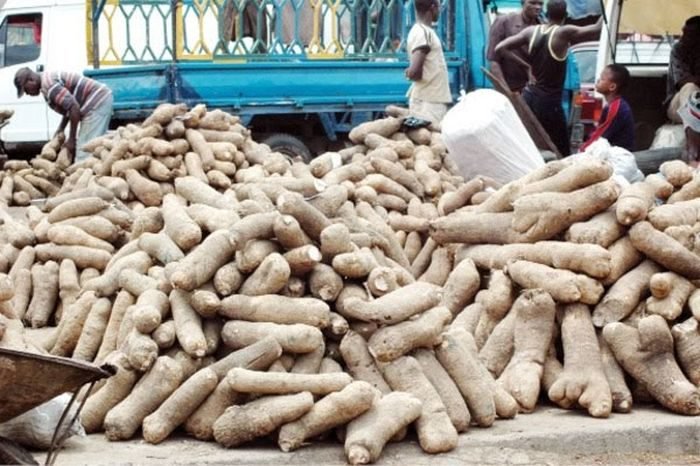 After Exporting 72 Tonnes Of Yam, Nigeria Makes Another Powerful Move ( Read Details )