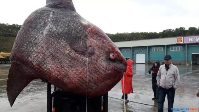 WOW!! Stunned Fishermen Catch Rare Moonfish Weighing A Whopping 1,200kg (Photos)