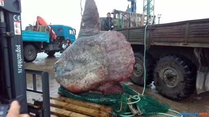 WOW!! Stunned Fishermen Catch Rare Moonfish Weighing A Whopping 1,200kg (Photos)