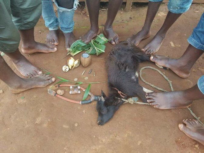 African Juju : Young Men Sacrifice He- goat To Make It Impossible For Bullet To Penetrate Their Bodies ( Photos )