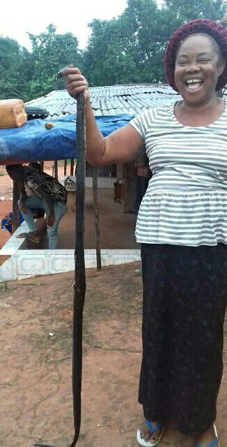 See The BIG Cobra This Woman Killed In Her Daughter's Room (See Photos)