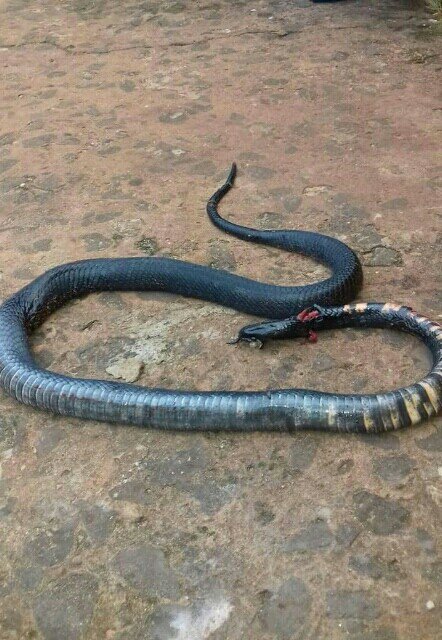 See The BIG Cobra This Woman Killed In Her Daughter's Room (See Photos)