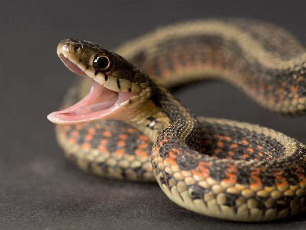 Famous Snake Handler Loses Life After Being Bitten By A Poisonous Cobra