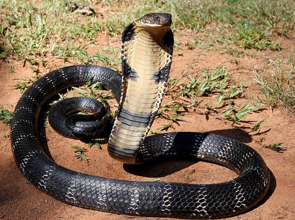 Relief For Snakebite Victims As 5,000 Anti-Venom Vials Arrive Nigeria