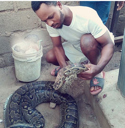 Young Man Shows Off Huge Python Killed By Youths Today In Benin (Photos)