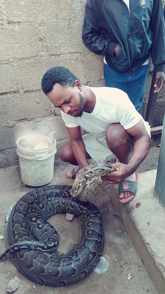 Young Man Shows Off Huge Python Killed By Youths Today In Benin (Photos)
