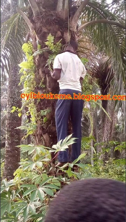 Man Commits Suicide In Ikot Ekpene By Hanging On A Palm Tree - See Photo