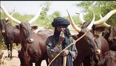 'Boko Haram Kills 1,900 Fulani Herdsmen In 4 Years' - Cattle Breeders Association