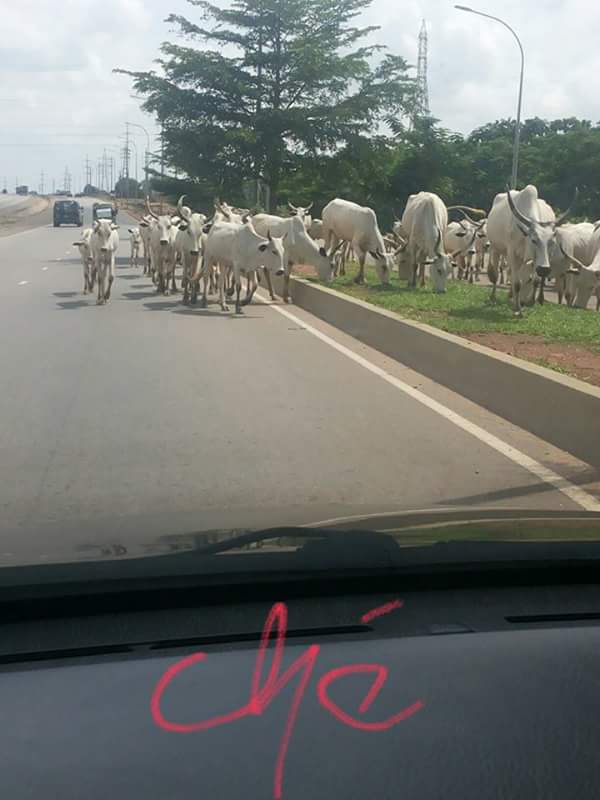 Photos: Fulani Herdsmen And Their Cattle Take Over Airport Road Abuja