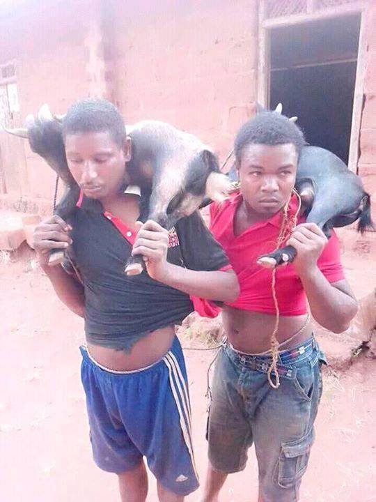 Young Men Caught Stealing Goats In Nsukka. See What Was Done To Them (Photos)