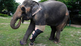 Photo News: Asian Elephant Who Lost Her Leg In A Landmine Gets Prosthetic Leg