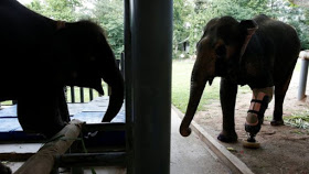 Photo News: Asian Elephant Who Lost Her Leg In A Landmine Gets Prosthetic Leg