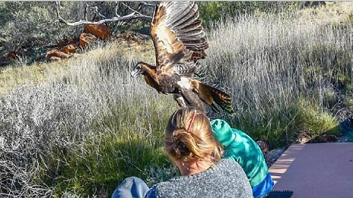 Terrifying Moment Huge Wedge-Tailed Eagle Swoops Down And Tries To DRAG OFF 7-Year Old Boy