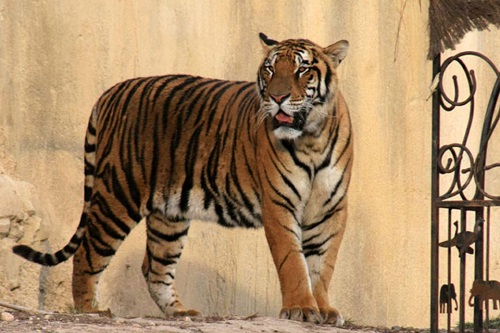 Female Animal Caretaker Mauled And Killed By Tiger At Zoo
