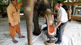 Photo News: Asian Elephant Who Lost Her Leg In A Landmine Gets Prosthetic Leg