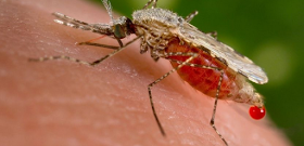 Girl Dies Of Malaria In Italian Region Free Of Disease For Decades