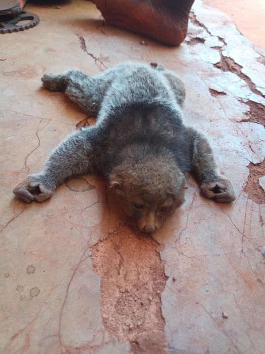 So Strange!! Boy Poses With Bush Baby In Enugu State After It Was Killed (See Photos)