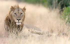 Four Lions Escape South Africa's Kruger Park