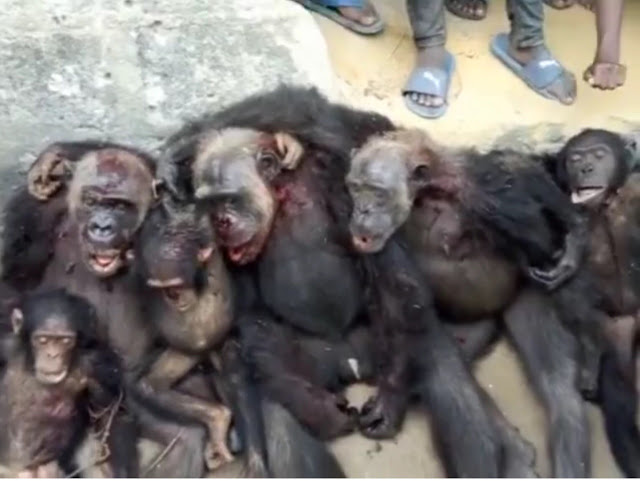 Man Kills An Entire Chimpanzee Family At Sapele, Delta State (Graphic Photo)
