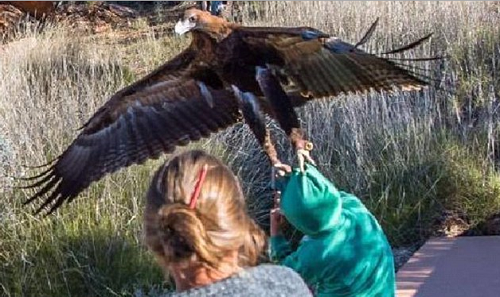 Terrifying Moment Huge Wedge-Tailed Eagle Swoops Down And Tries To DRAG OFF 7-Year Old Boy