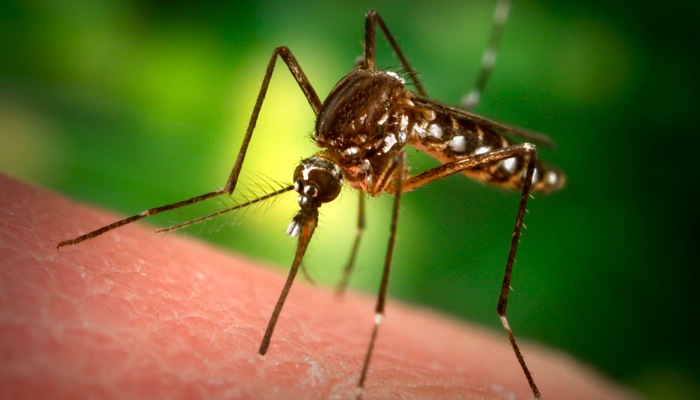 How To Stop Mosquitoes And Other Insects From Feeding From You