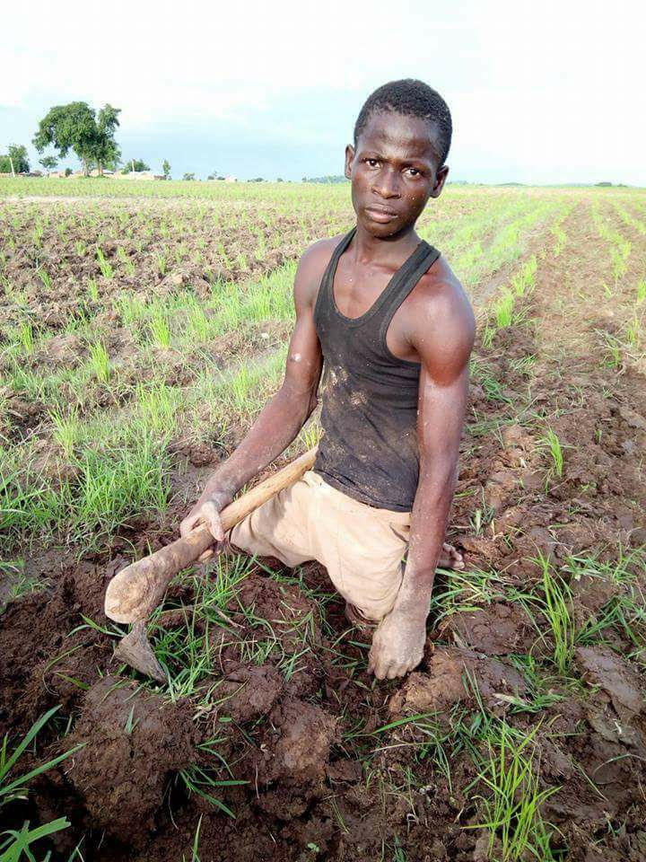 Checkout This Trending Photo Of A Disabled Man Working On His Rice Farm In Zamfara