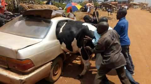 See How A Big Cow Was Forced Into A Small Car Ahead Of Eid El Kabir Celebration (Photos)